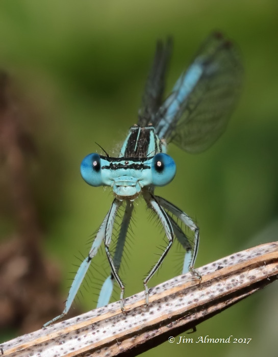 White-legged Damselfly male